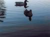 Canards-sur-le-lac-V-Bibeau